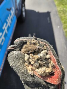 Animal Removal Quincy